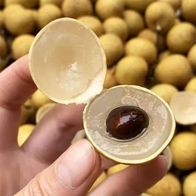 2025年广东饶平储良龙眼