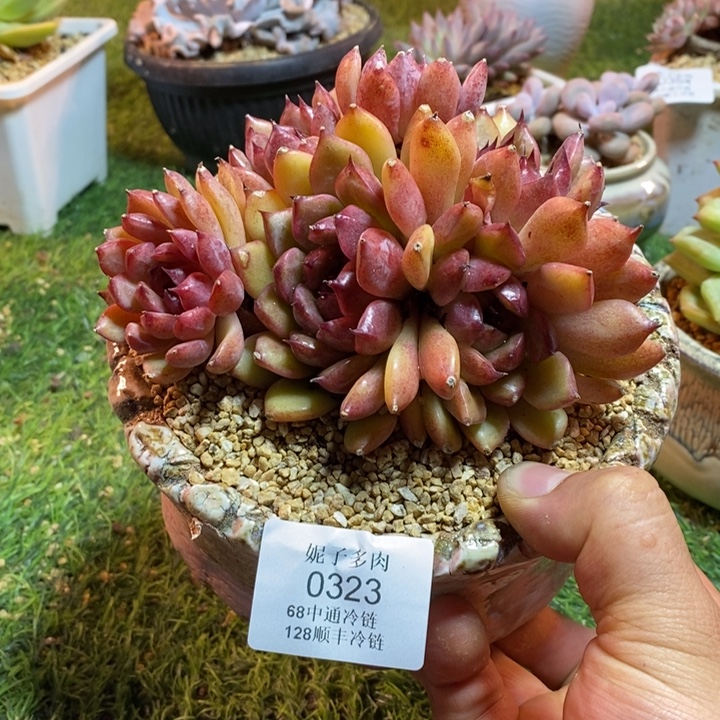 0323啊啊啊啊啊啊啊啊啊啊