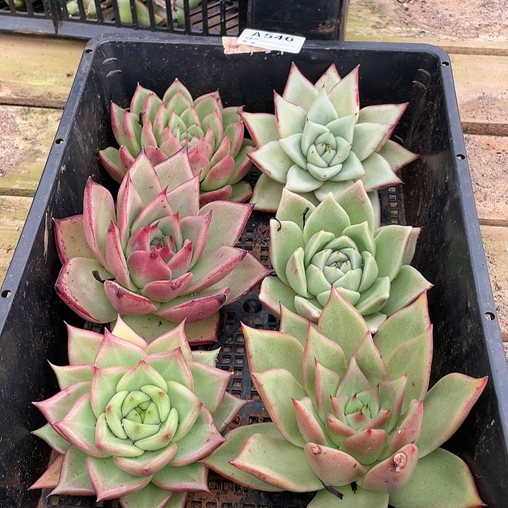 若如东云筐拍A546