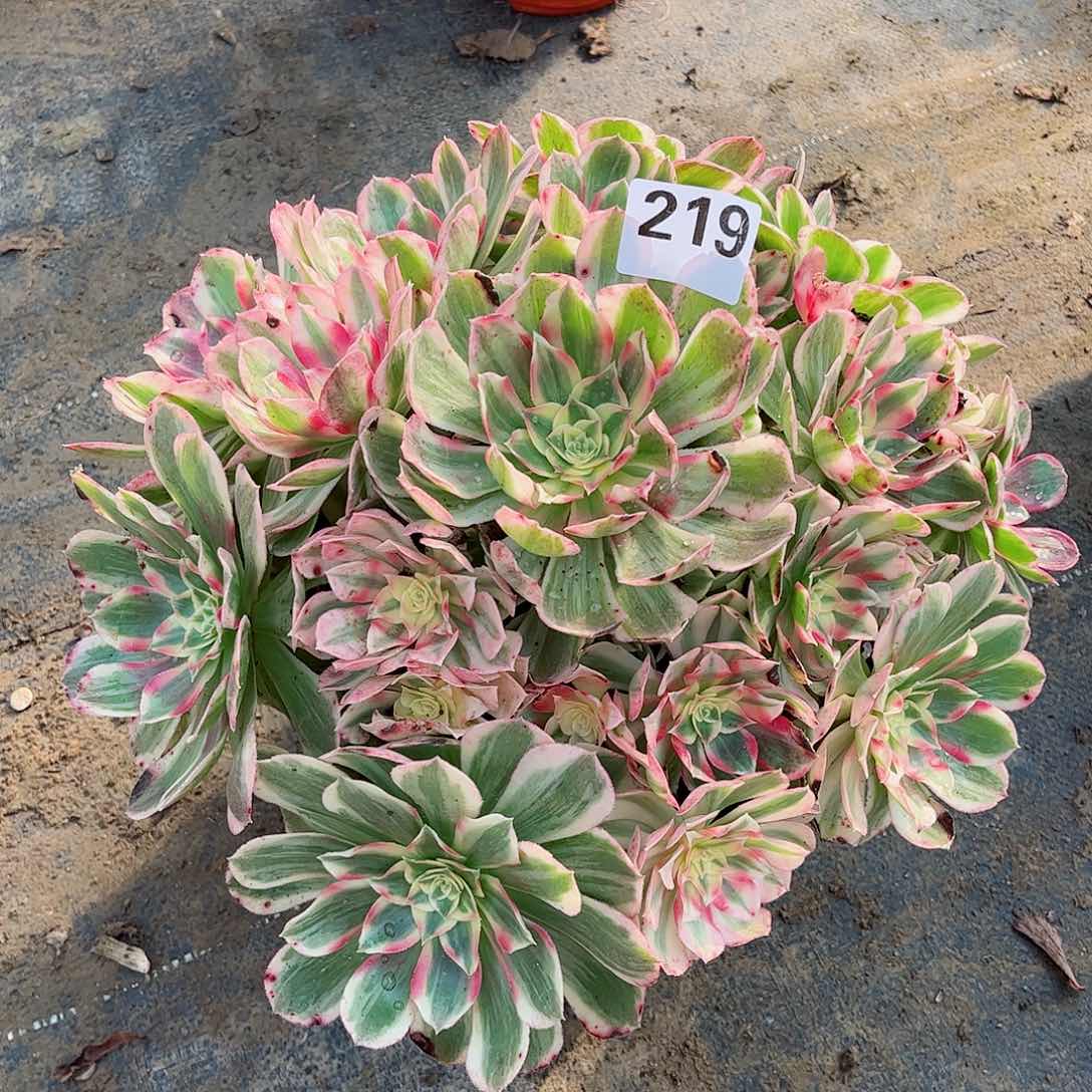 无花朵来****?多肉植物219