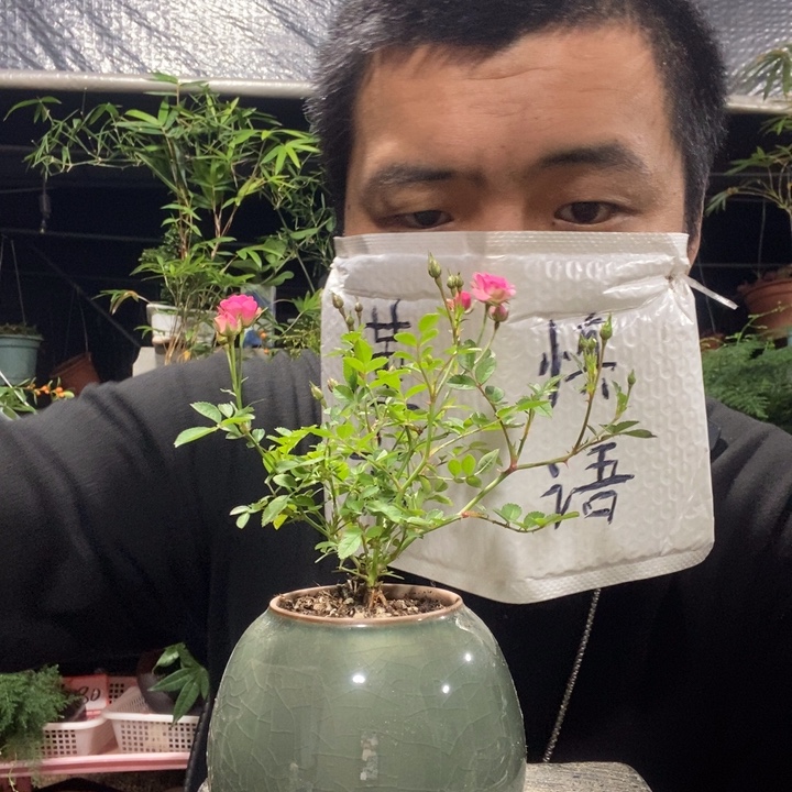 以实际为准盆景绿植盆栽102