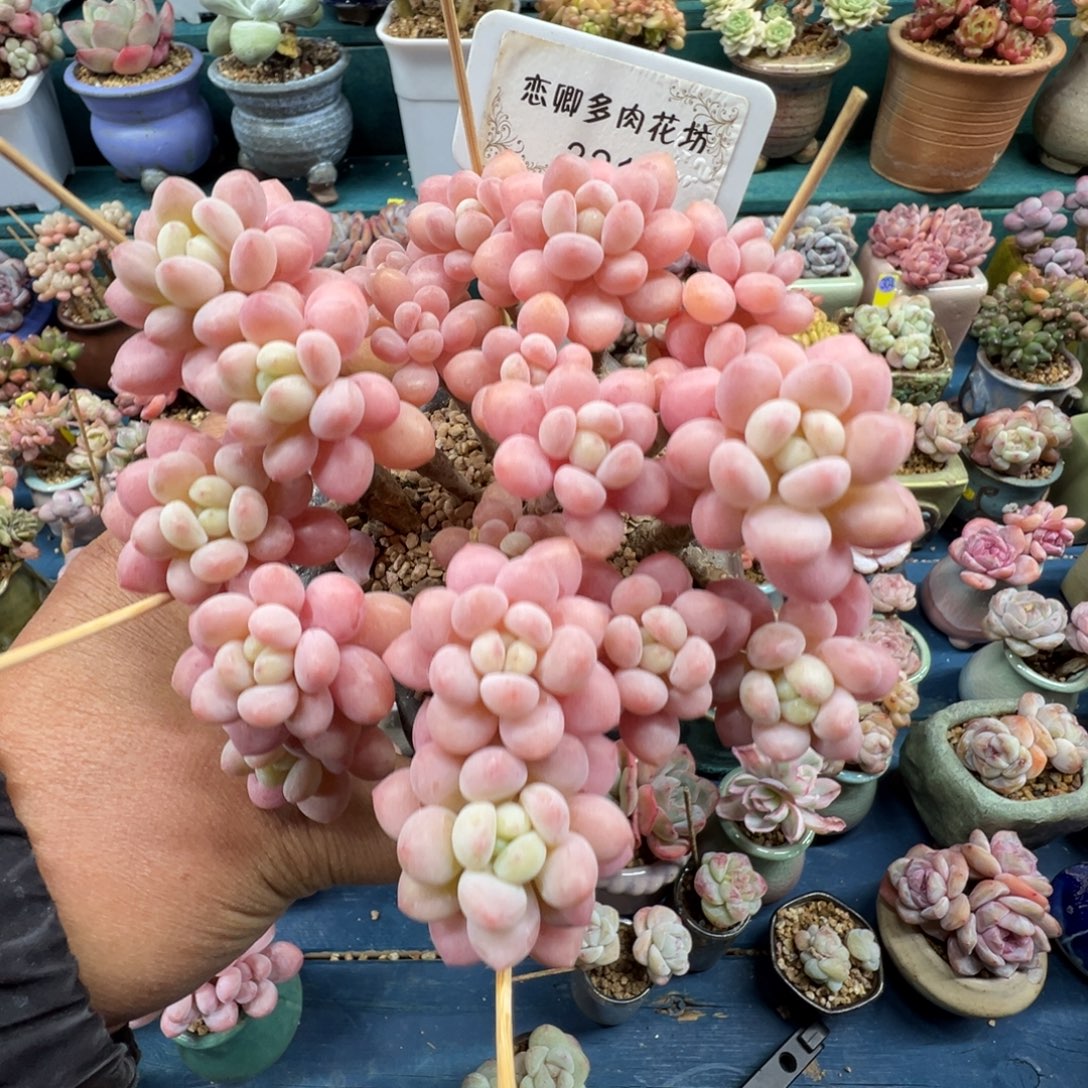 321号鱼子酱老桩无砍多头