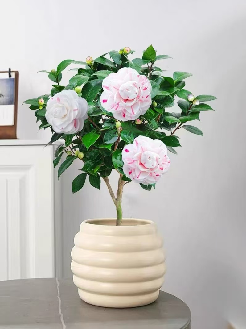 十八学士山茶花盆栽