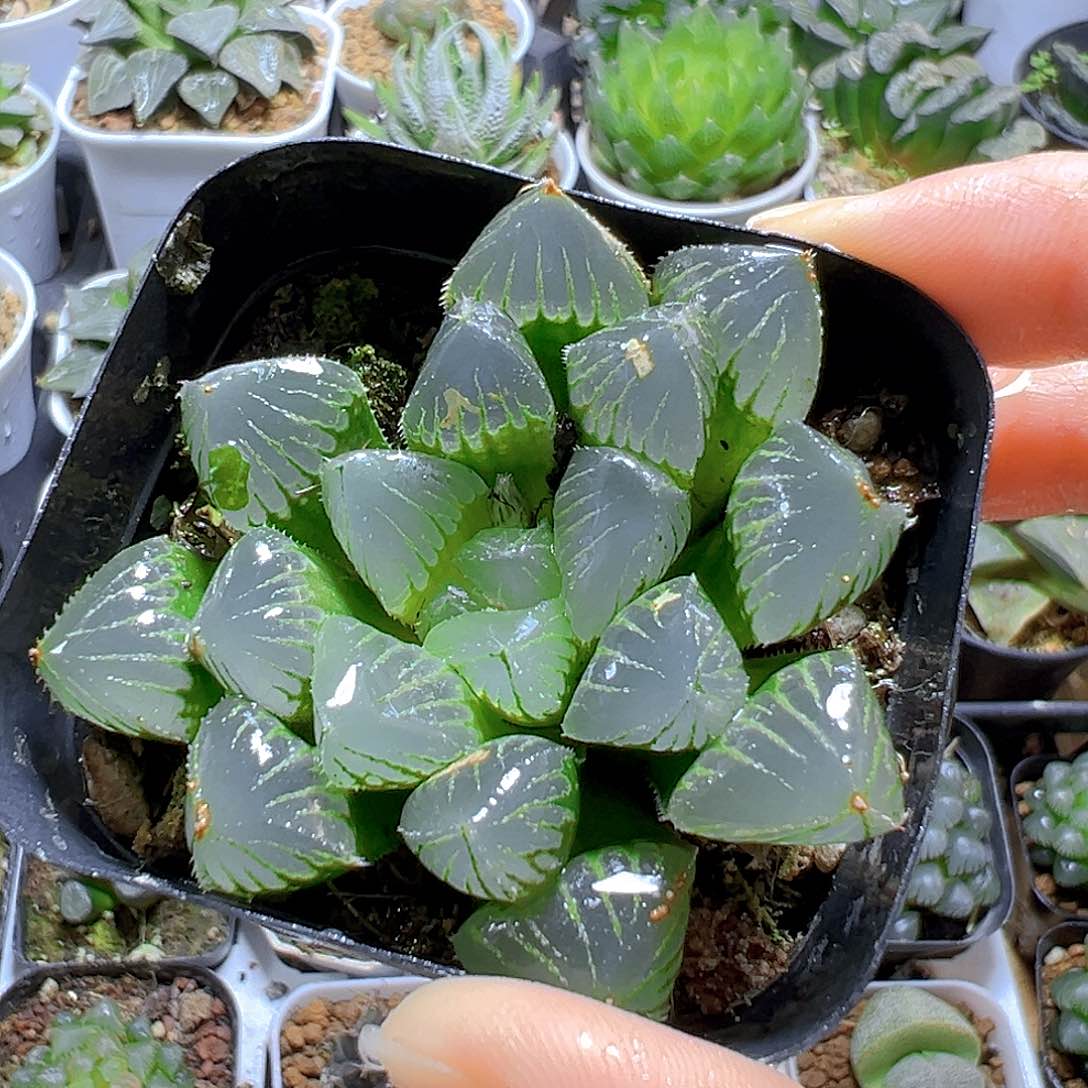 糯玉露多肉多肉多肉1