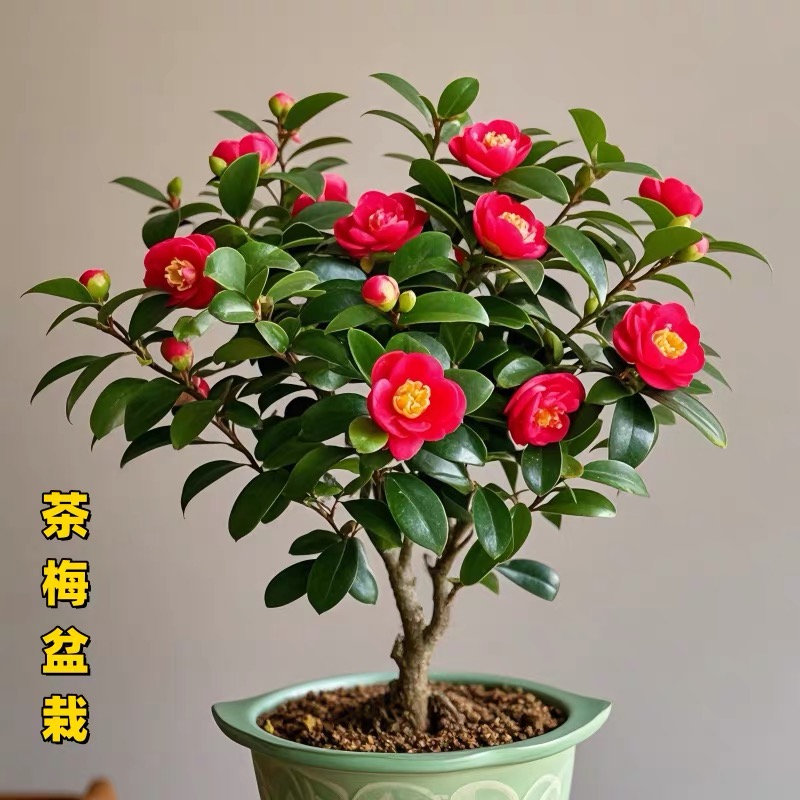 中国红【四季财神茶梅】茶梅室内盆栽花卉植物四季常青庭院地栽