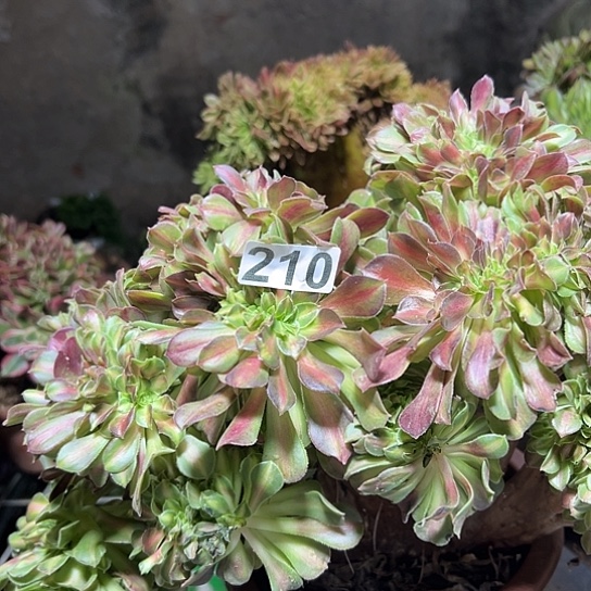 用***7多肉植物一个香非中班有伤210