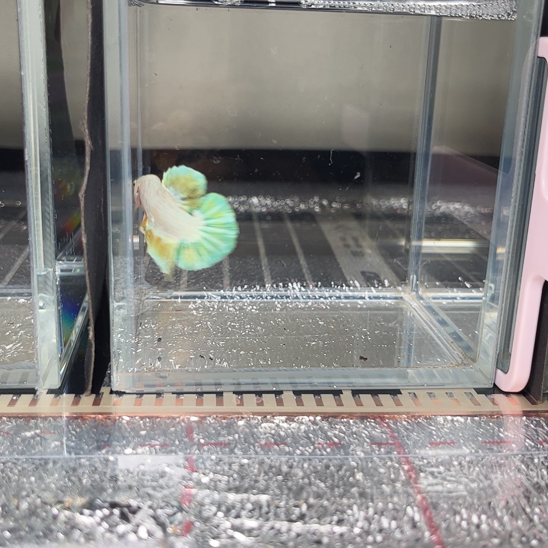 海水鱼宙斯斗鱼竞拍12-20