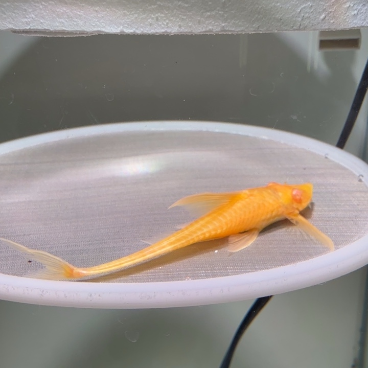 清道夫鱼34号皇室直升机白子