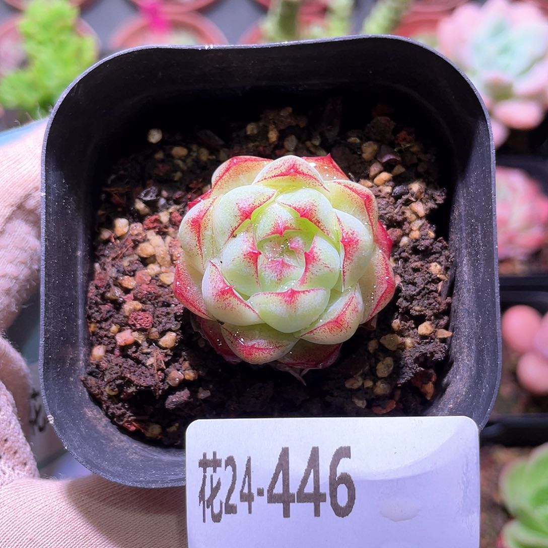 花利美24-446女王玫瑰