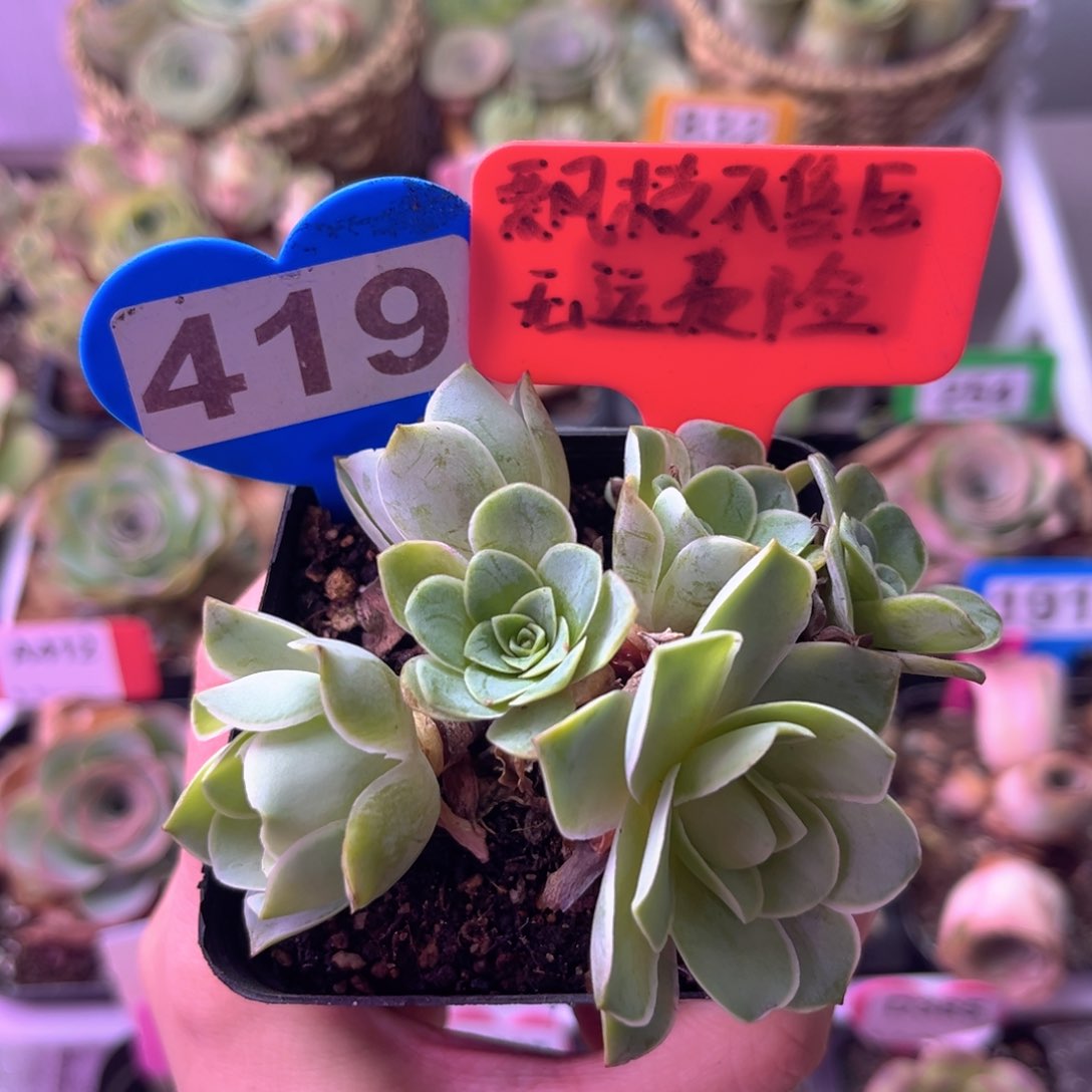 多头玫瑰造型419 裸根发