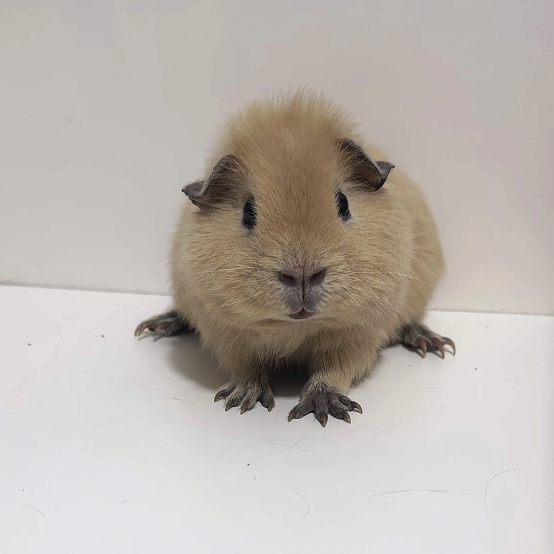 奶黄美泰荷兰猪弟弟