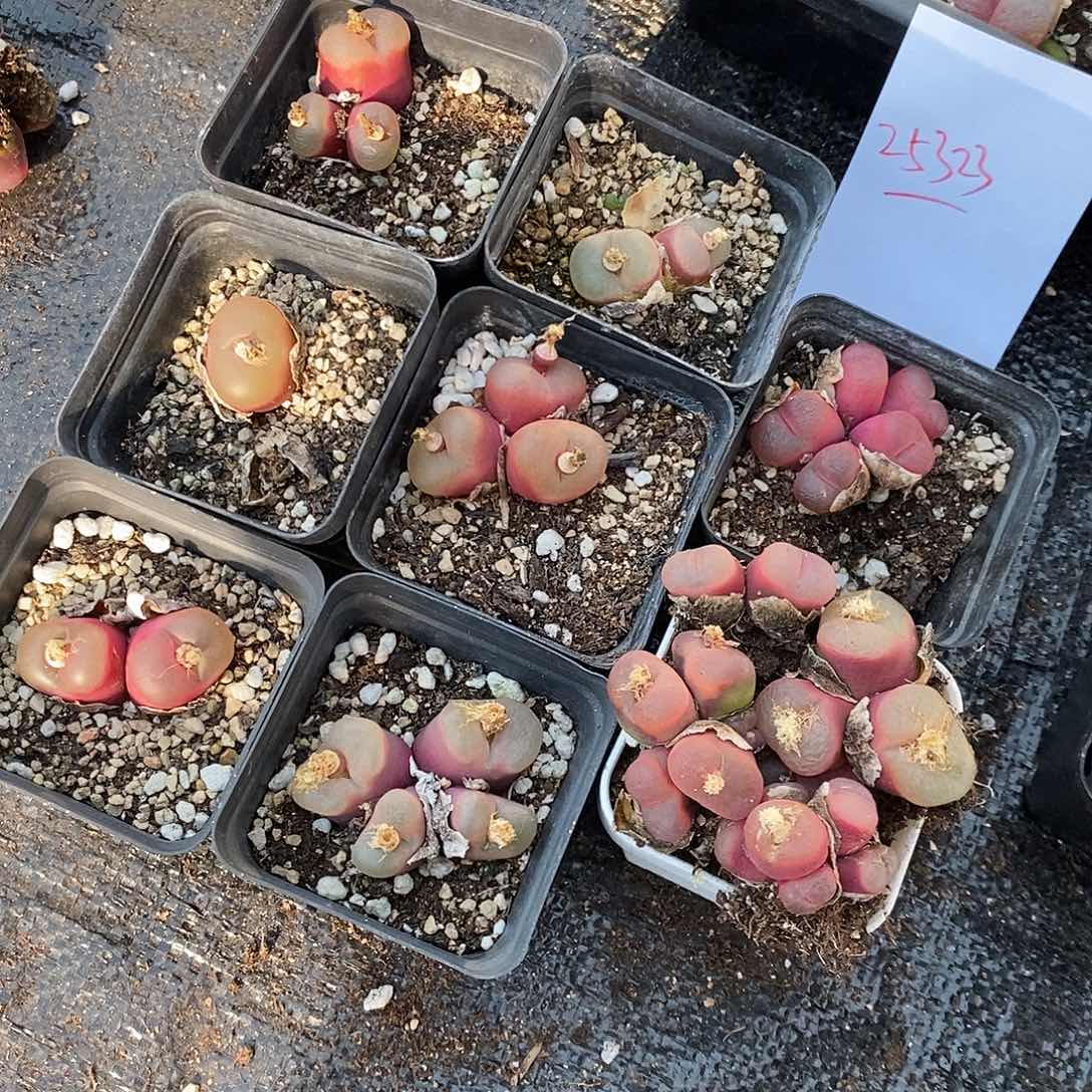 帕***奇25323。   一组。 一组。 尽量带盆。