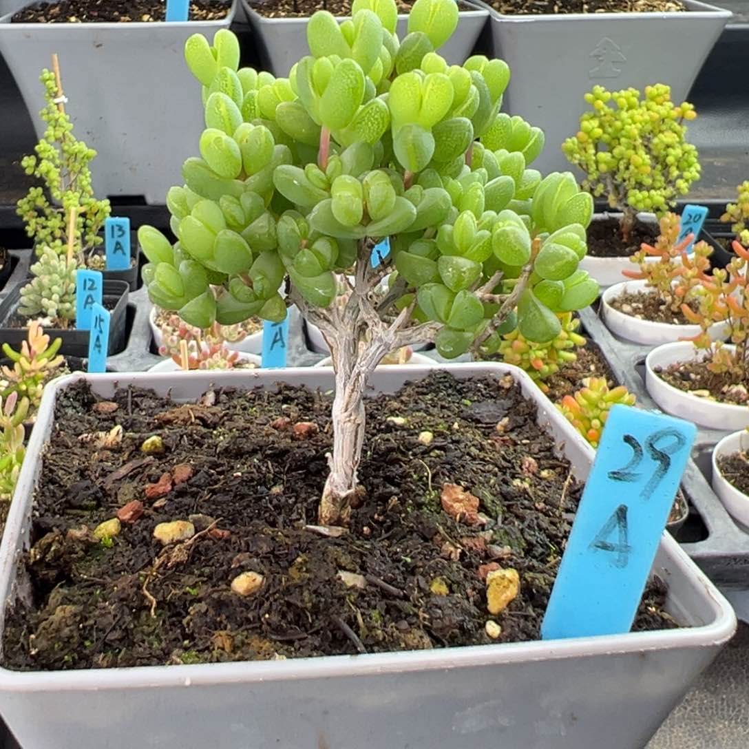 老桩元宝小树款29号