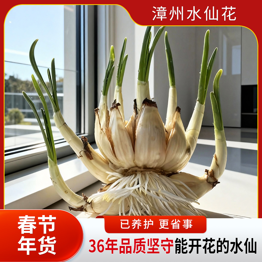 漳州水仙花八字切种球水培花卉室内盆栽冬季好养四季开花绿植