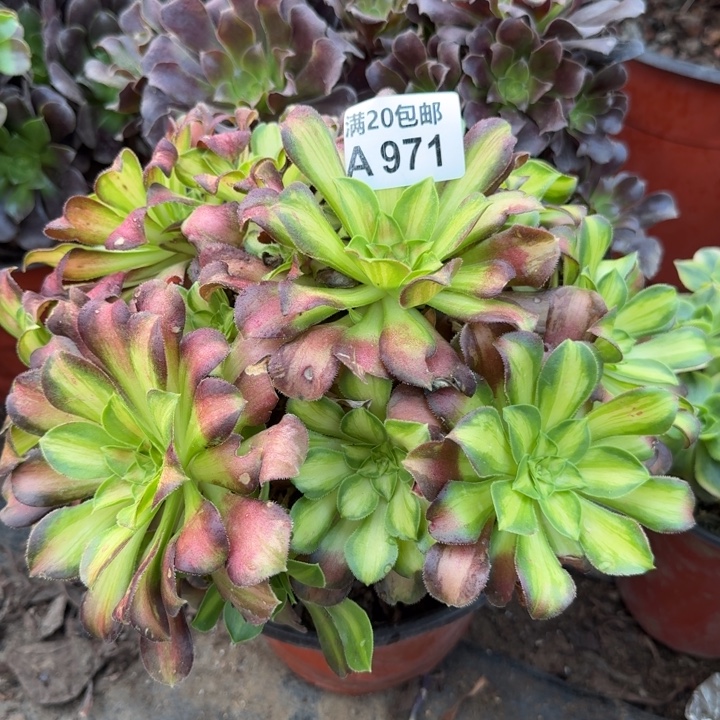 满20包邮，974韶华