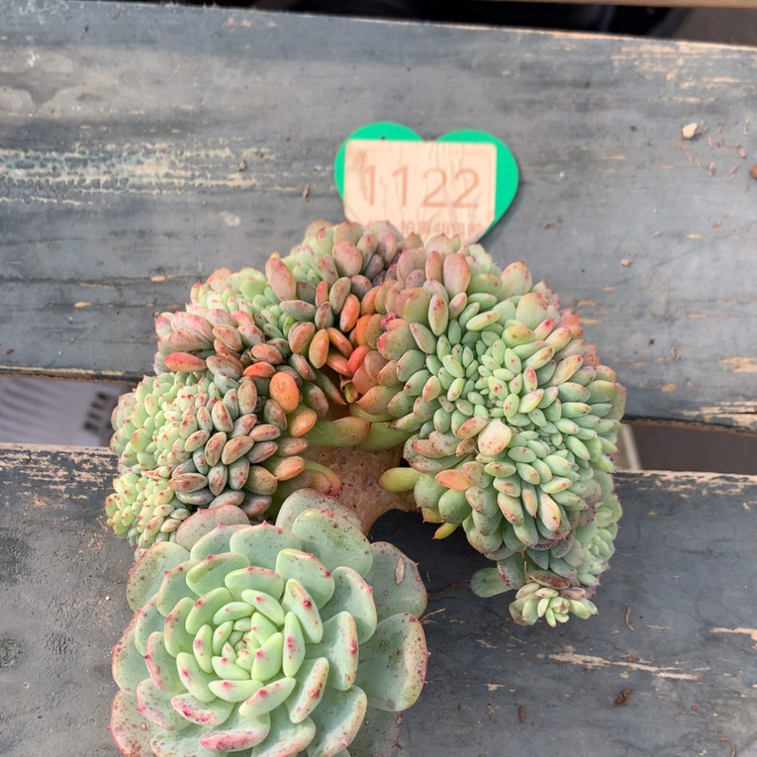 白胖子缀化一物一拍1122