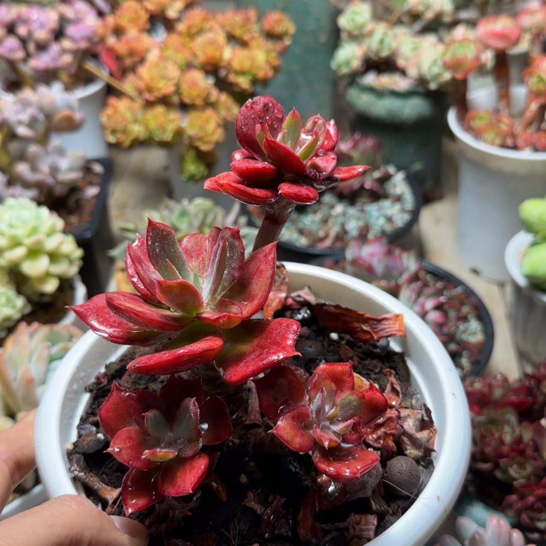 砖石锦多肉植物ru ci bu