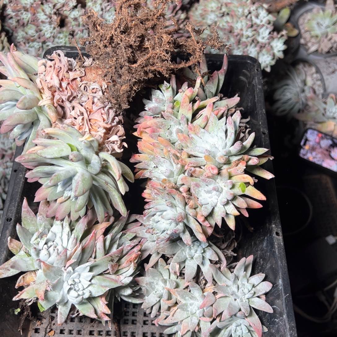 6351哈哈哈哈哈哈哈哈