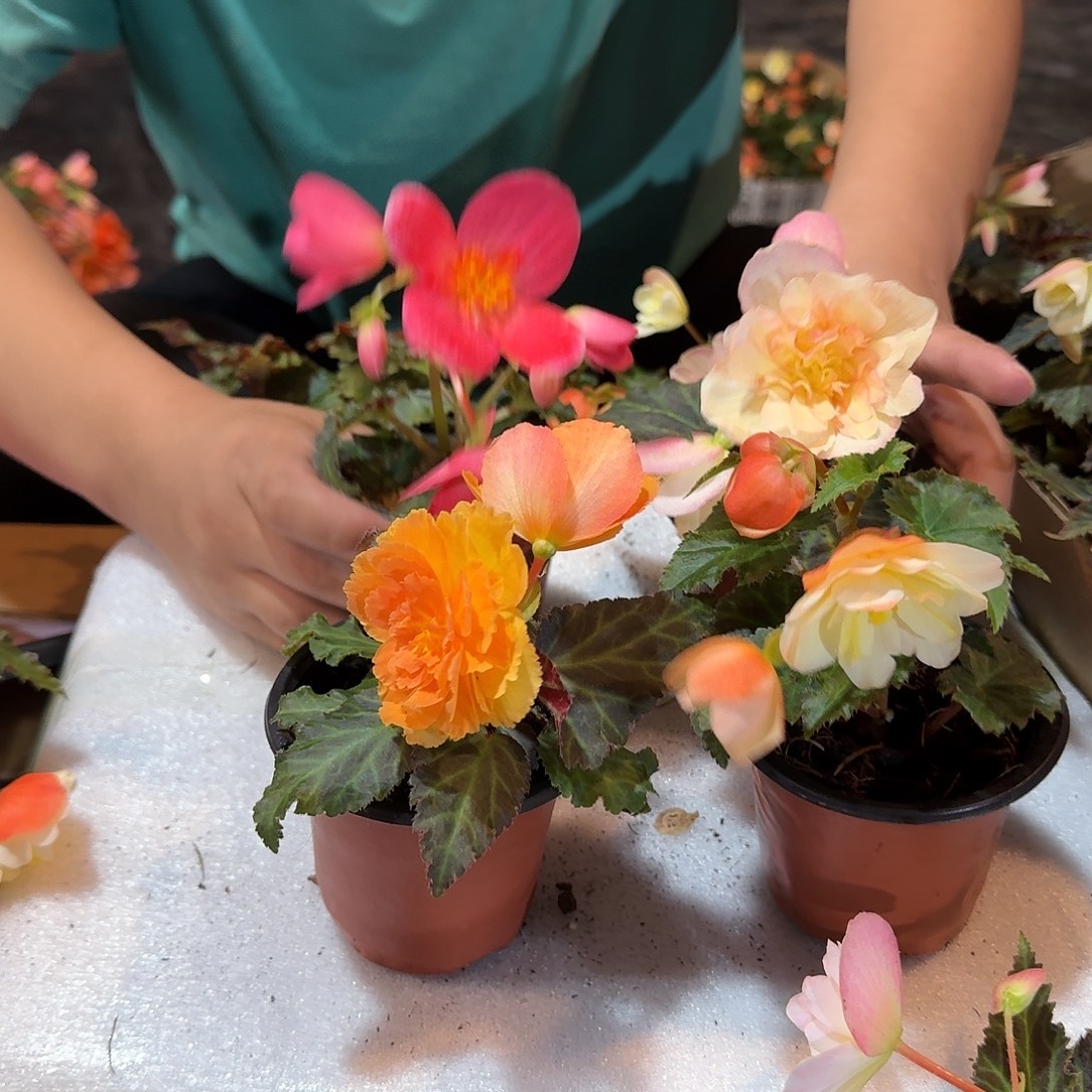 大部分花苞少量开放90杯初吻➕浆果➕日出➕白桃不拍保温冻死不售后