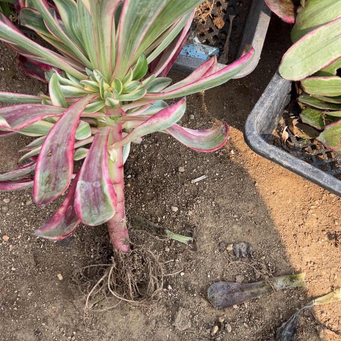 4烈焰多肉多肉多肉