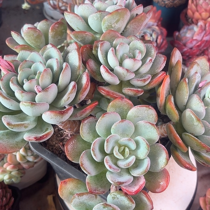 香橙五年老桩多肉植物