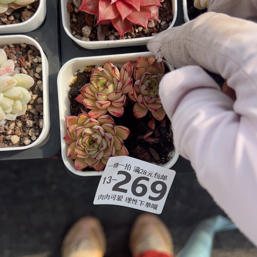 灰姑娘多肉多肉多肉多