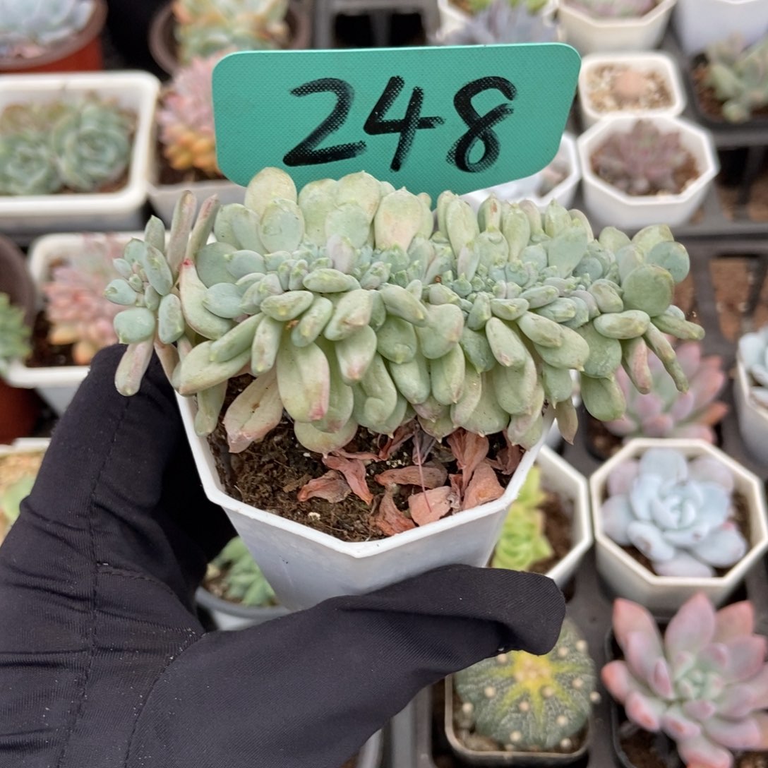 248粉珍妮缀多肉植物