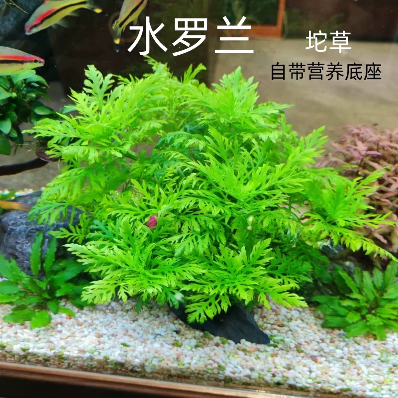【水罗兰】阴性大坨净水水草鱼缸造景专用中后景草