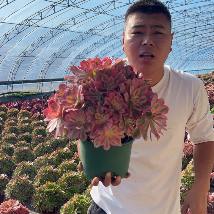 25.8大颗粉女巫一颗