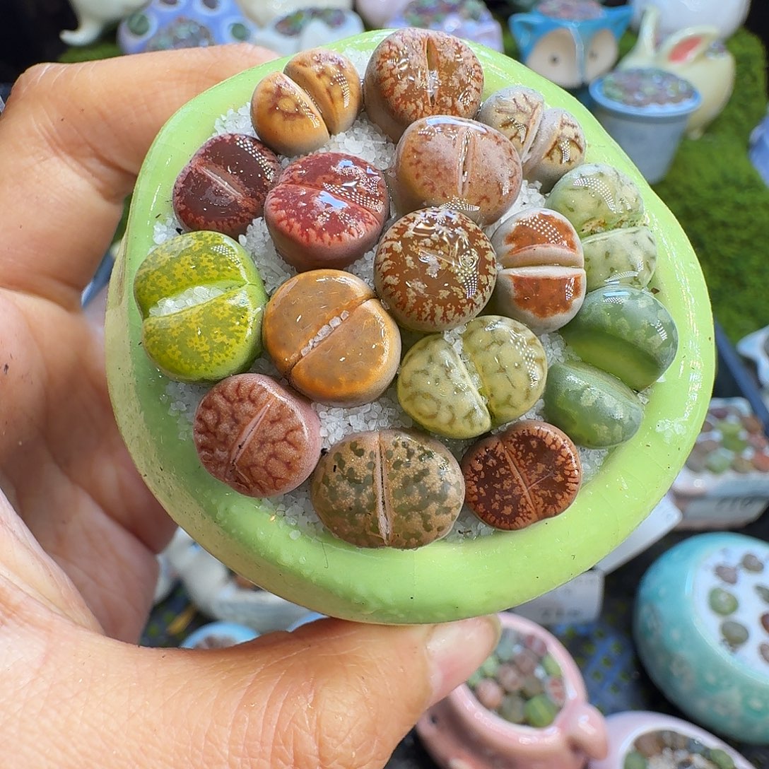 多肉植物开播福利719