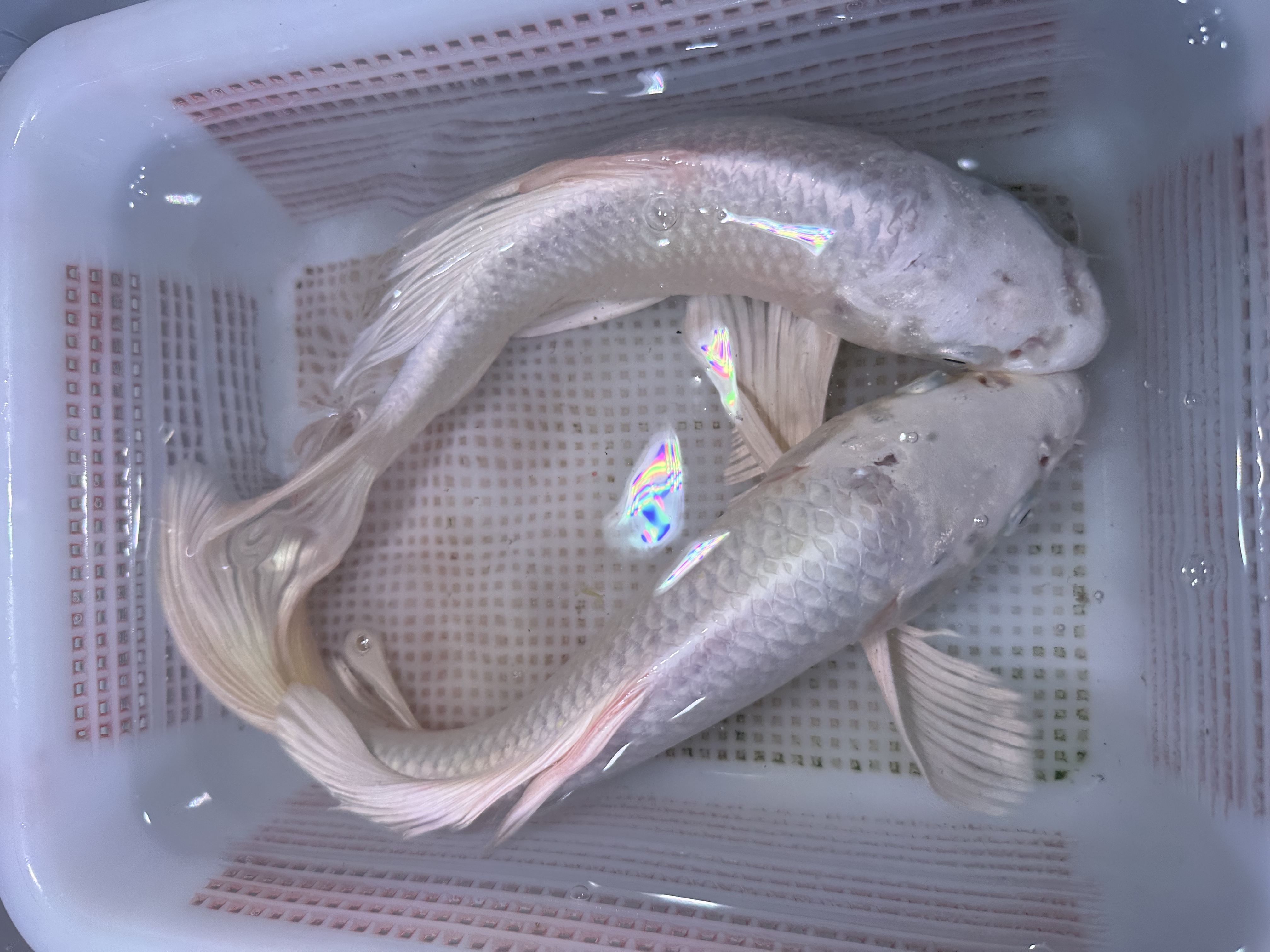 【两条装】精品白蝴蝶台湾蝴蝶鲤锦鲤观赏鱼淡水鱼冷水鱼顺丰包邮