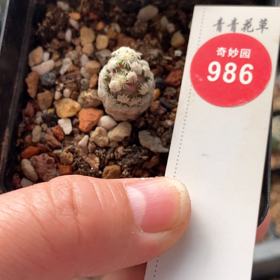 实生黛丝尤一颗仙人球