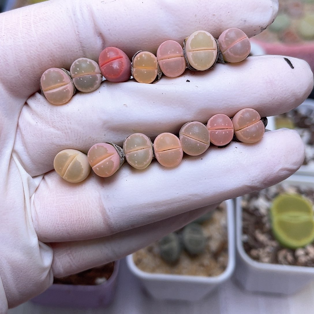 259号 彩色橄榄…………