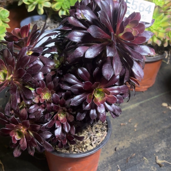 瑞妈一物一拍564不包断枝