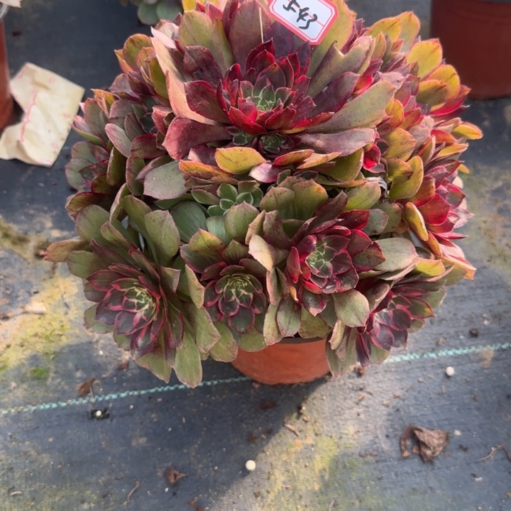 5-43莲花座多肉不包售后