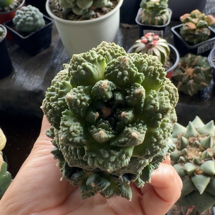 383菜花牡丹仙人球