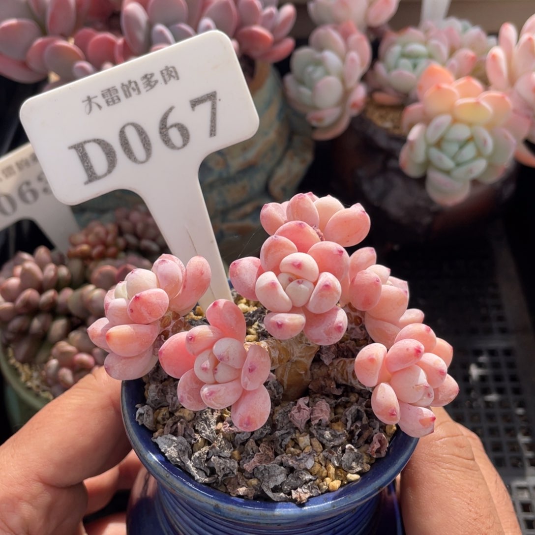 067罗琦不带盆8厘米