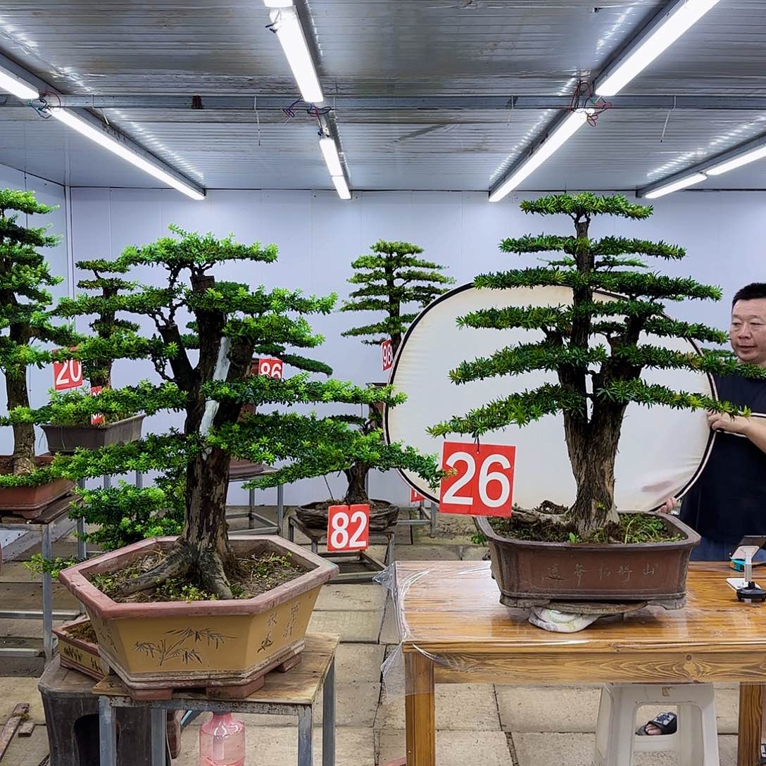 无花朵盆景直播间一物一拍