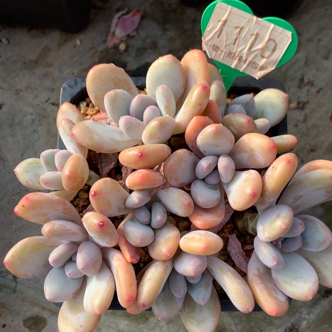 三明治美人无砍平头1110