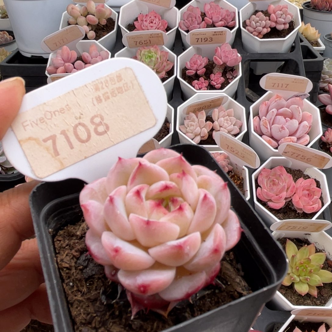 天鹅绒7108-4.0厘米