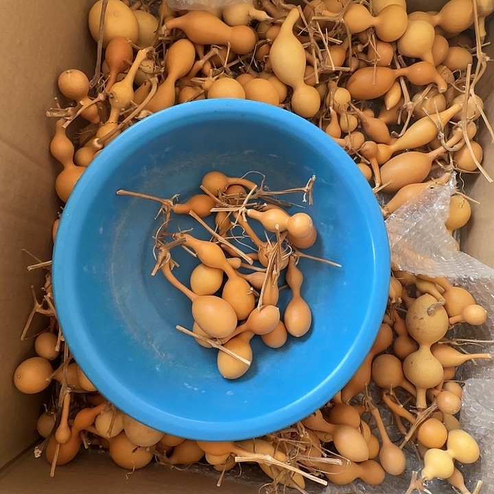 大**阳葫芦组合活动一组