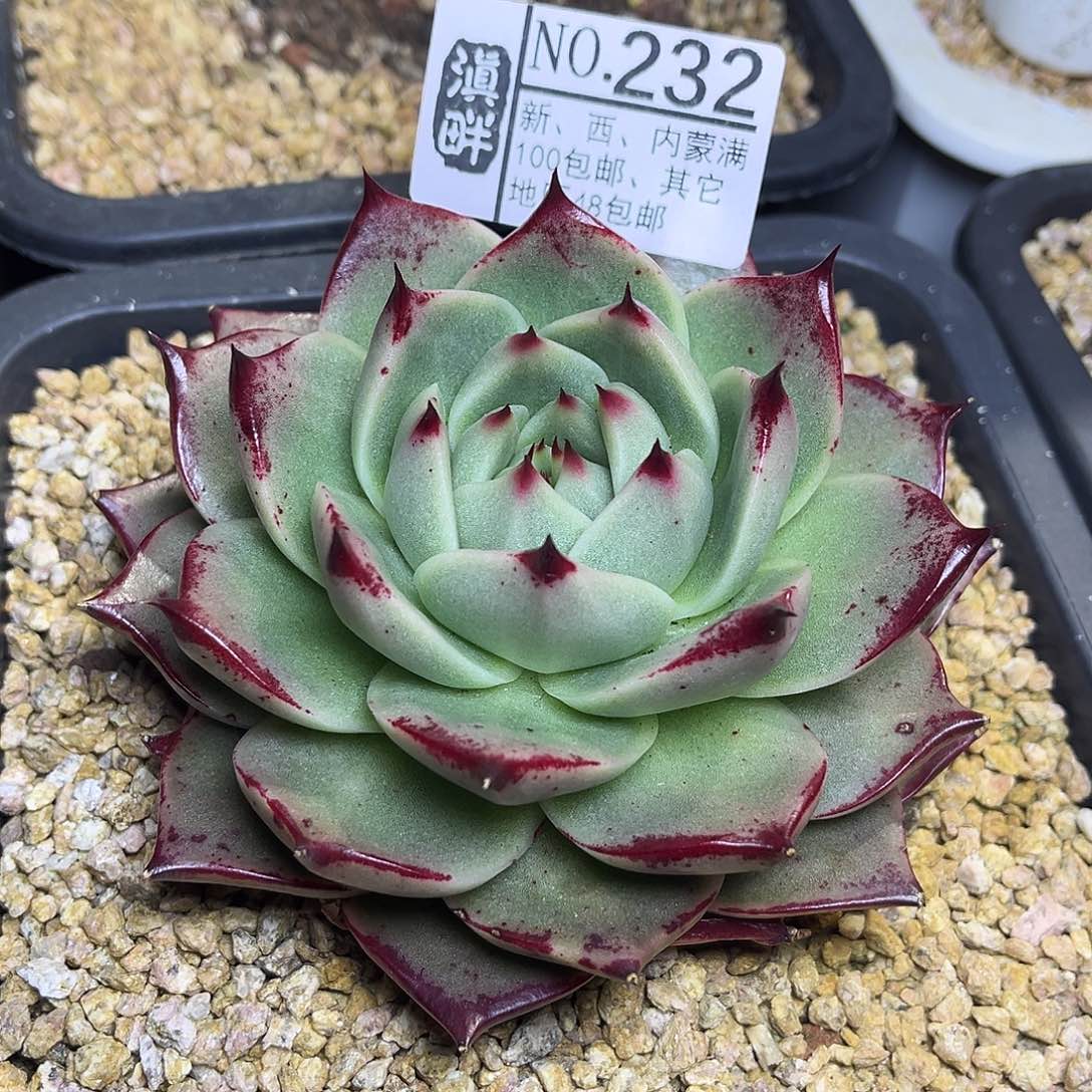 232……………………………思凯奇