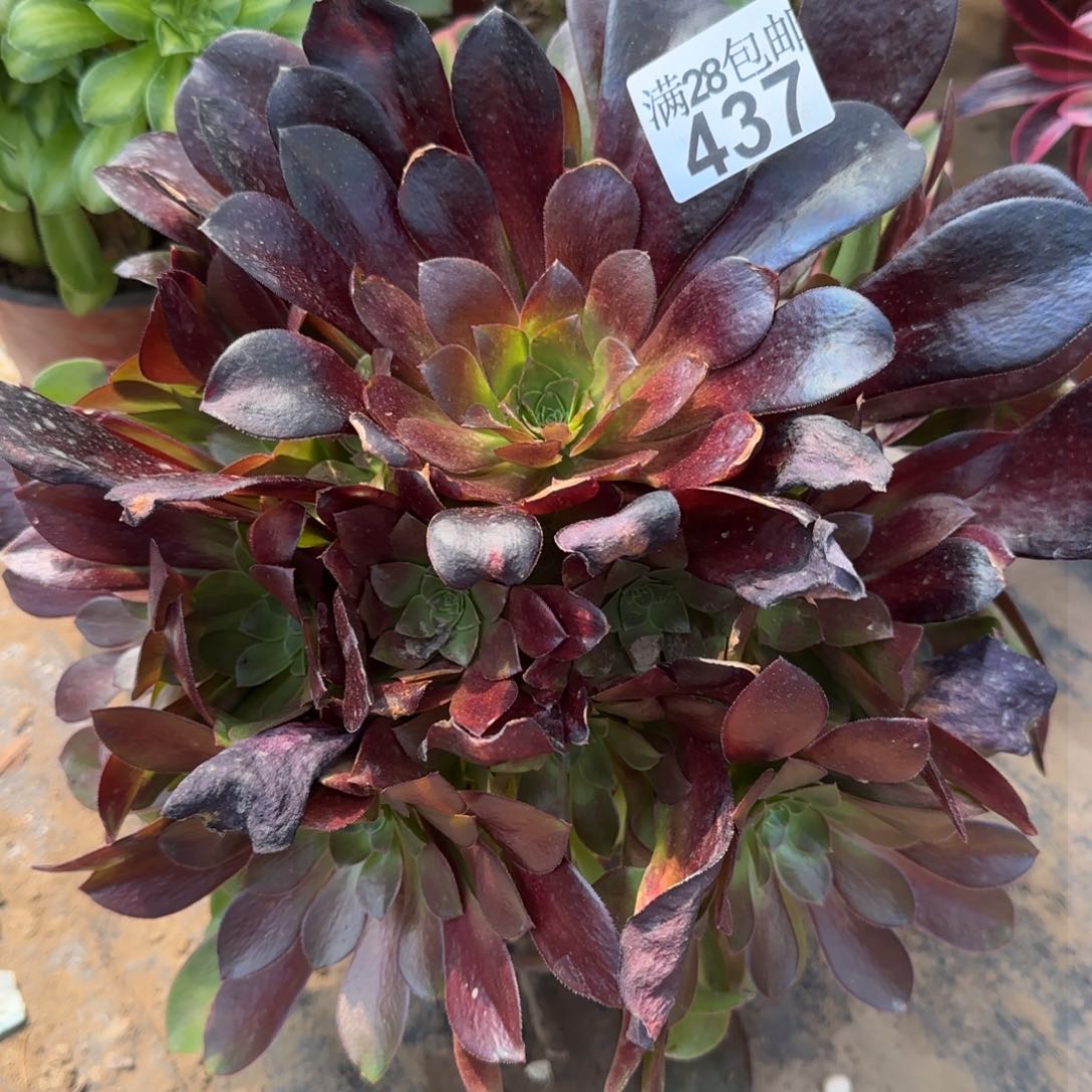 梅花博迪多肉437满28包邮断枝不包