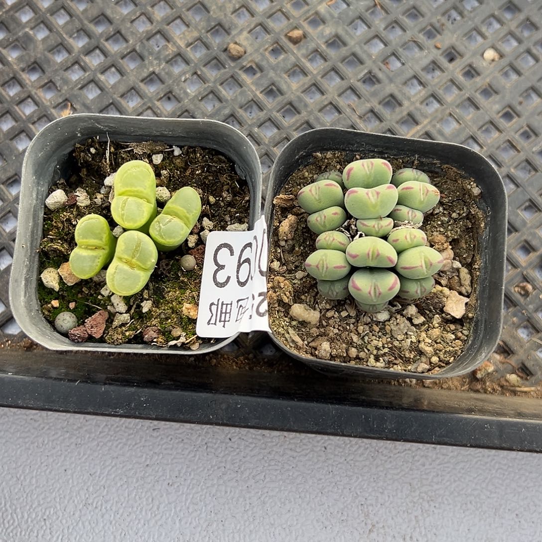 肉锥093，一物一拍，脱土