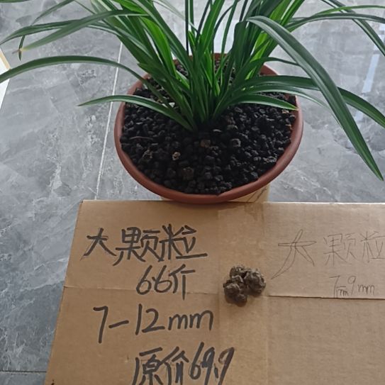 湫***夜兰菌颗粒大颗粒6.6斤