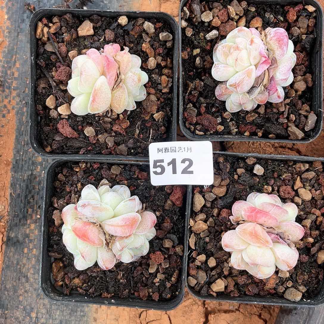 阿雅园艺。         脱土发货512