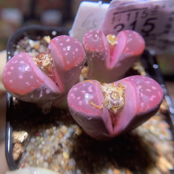 精品生石花115.315