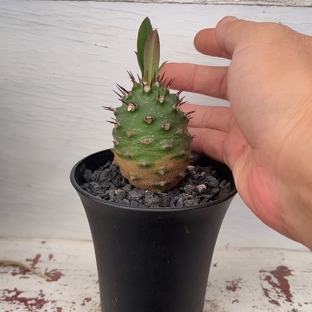 凌***瓶干麒麟66668888