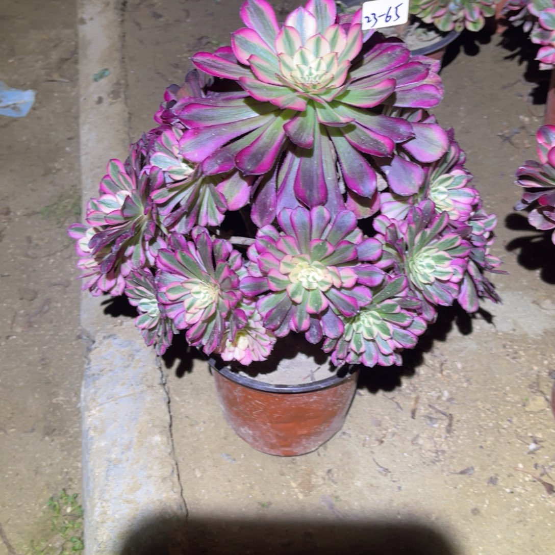 12-23-65红铜葫锦法师锦