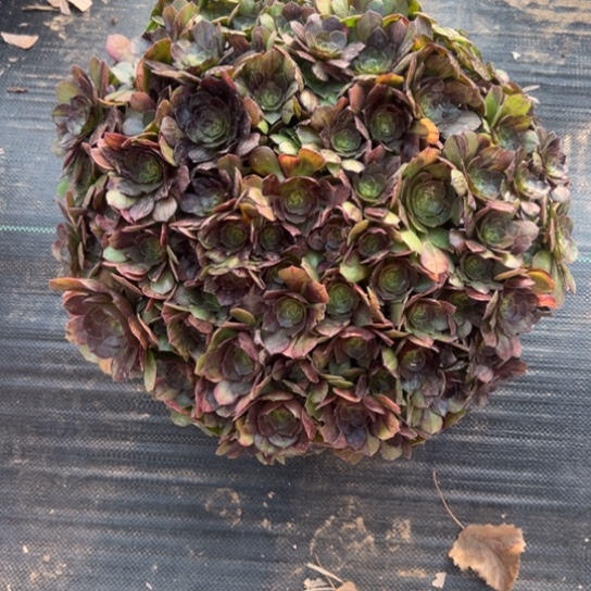 莫***然超大墨染一颗包邮福利